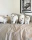 Ragdoll Cats for sale in Los Angeles, CA, USA. price: $500