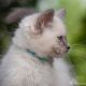 Ragdoll Cats for sale in Pasadena, MD 21122, USA. price: $700