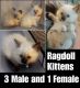 Ragdoll Cats for sale in Tigard, OR, USA. price: $400