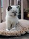 Ragdoll Cats for sale in Blaine, WA, USA. price: $300