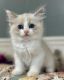 Ragdoll Cats for sale in East Los Angeles, CA, USA. price: $650