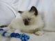 Ragdoll Cats for sale in Thorp, WI 54771, USA. price: $875