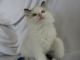 Ragdoll Cats for sale in Thorp, WI 54771, USA. price: $875