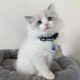 Ragdoll Cats for sale in Los Angeles, CA, USA. price: $550