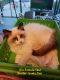 Ragdoll Cats for sale in Spokane, WA, USA. price: $1,500