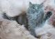 Ragdoll Cats for sale in Huntsville, AL, USA. price: $1,900