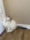 Ragdoll Cats for sale in Fallon, NV 89406, USA. price: $1,000