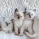 Ragdoll Cats for sale in Los Angeles, CA, USA. price: $410