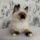 Ragdoll Cats for sale in Los Angeles, CA, USA. price: $700