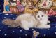 Ragdoll Cats for sale in Beverly Hills, CA 90210, USA. price: $750