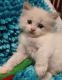 Ragdoll Cats for sale in Houston, TX, USA. price: $600