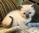 Ragdoll Cats for sale in Cabot, AR, USA. price: $200
