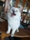 Ragdoll Cats for sale in Midland, TX, USA. price: $200,000