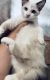 Ragdoll Cats for sale in Killeen, TX 76543, USA. price: $600