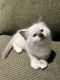Ragdoll Cats for sale in Bowie, MD, USA. price: $500