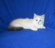 Ragdoll Cats for sale in Baldwin, WI 54002, USA. price: $1,550