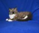 Ragdoll Cats for sale in Baldwin, WI 54002, USA. price: $1,550