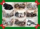 Ragdoll Cats for sale in Huntsville, AL, USA. price: $1,600
