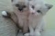 Ragdoll Cats for sale in Reno, NV 89512, USA. price: $500