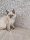 Ragdoll Cats for sale in Los Angeles, CA, USA. price: $600
