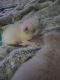 Ragdoll Cats for sale in North Las Vegas, NV, USA. price: $1,500