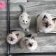 Ragdoll Cats for sale in ON-401, Ontario, Canada. price: $400