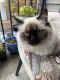 Ragdoll Cats for sale in Gaithersburg, Maryland. price: $400