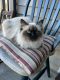 Ragdoll Cats for sale in Gaithersburg, Maryland. price: $350