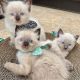 Ragdoll Cats for sale in Carson City, Nevada. price: $500