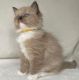 Ragdoll Cats for sale in Montpelier, Vermont. price: $550