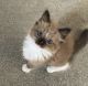 Ragdoll Cats for sale in Boise, Idaho. price: $500