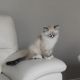 Ragdoll Cats for sale in Bath, Maine. price: $320
