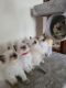Ragdoll Cats for sale in Los Angeles, California. price: $400