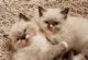 Ragdoll Cats for sale in Los Angeles, California. price: $760