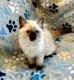 Ragdoll Cats for sale in Mounds View, Minnesota. price: $1,200