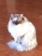 Ragdoll Cats for sale in Bowie, MD, USA. price: $350