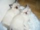 Ragdoll Cats for sale in Bakersfield, VT, USA. price: NA