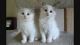 Ragdoll Cats for sale in Delaware, AR 72835, USA. price: $400