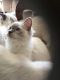 Ragdoll Cats for sale in Houston, TX, USA. price: NA