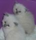 Ragdoll Cats for sale in Baltimore, MD, USA. price: $500