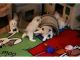 Ragdoll Cats for sale in Richmond, VA, USA. price: NA