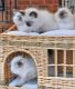 Ragdoll Cats for sale in Baltimore, MD, USA. price: NA