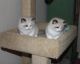 Ragdoll Cats for sale in Altheimer, AR 72004, USA. price: NA