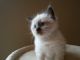 Ragdoll Cats for sale in New Haven, CT, USA. price: $350