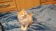 Ragdoll Cats for sale in Houston, TX, USA. price: $300