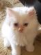 Ragdoll Cats for sale in Temple City, CA, USA. price: NA