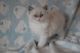 Ragdoll Cats for sale in Temple City, CA, USA. price: NA