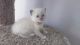 Ragdoll Cats for sale in Houston, TX, USA. price: $750