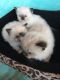 Ragdoll Cats for sale in Asheville, NC, USA. price: $900