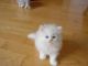 Ragdoll Cats for sale in Calhoun Rd, Houston, TX, USA. price: $700